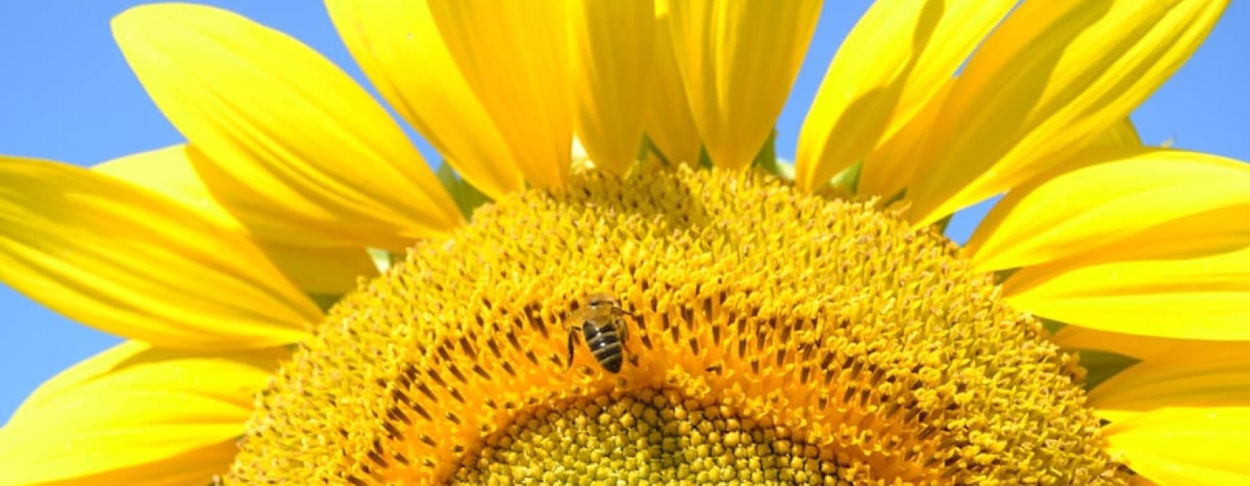 Summer at The Residences at Payton Place