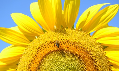 Summer at The Residences at Payton Place